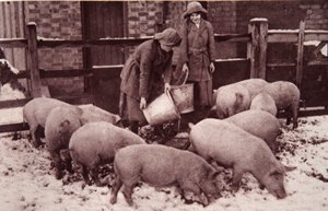 A disznók etetése, illusztráció a The Illustrated War Newsból, 1917. január (szépia fotó) alkotó: English Photographer